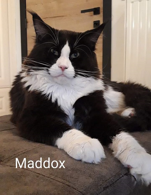 maddox