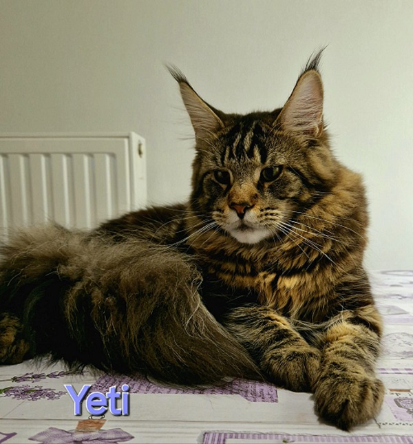 yeti
