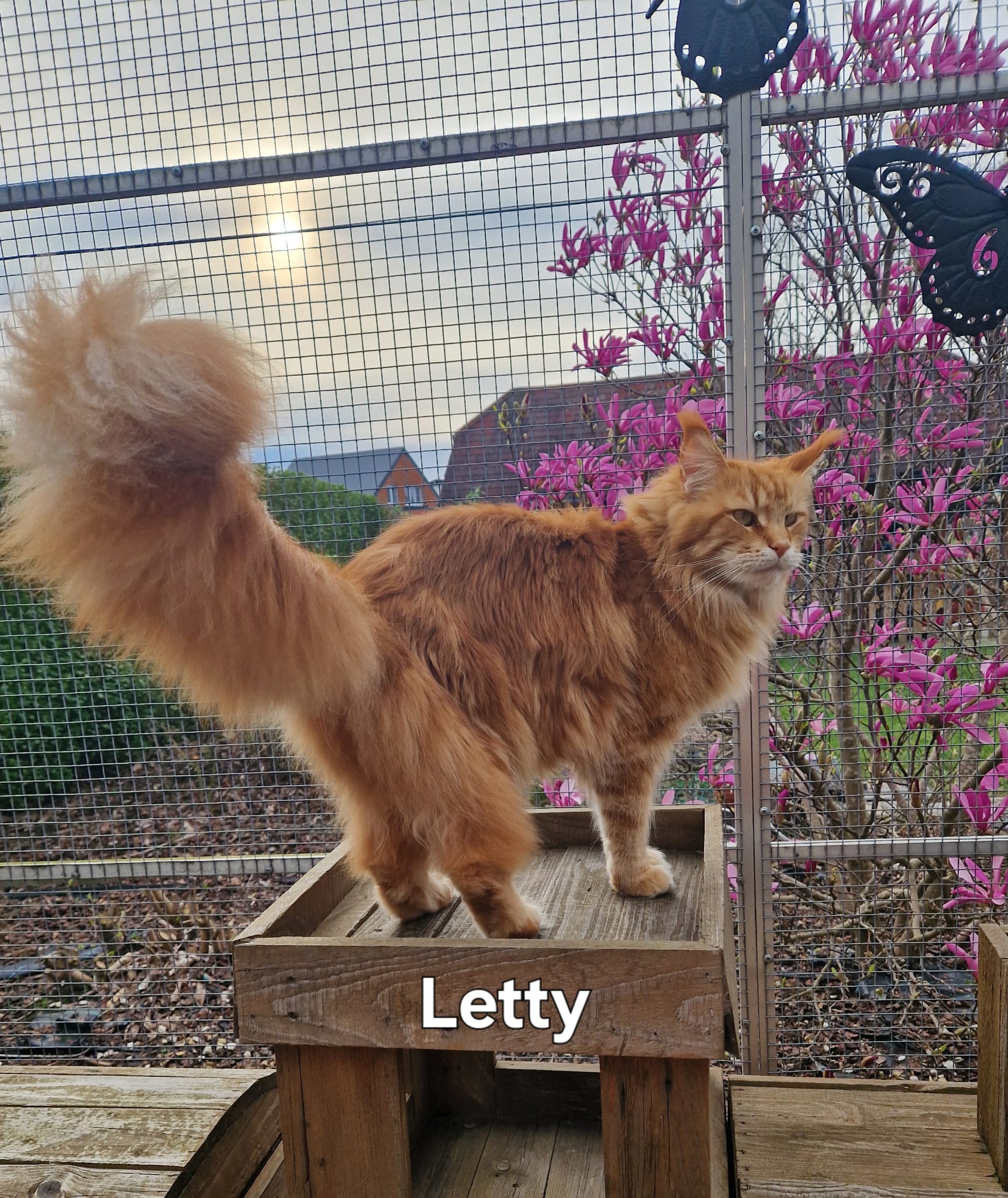 letti