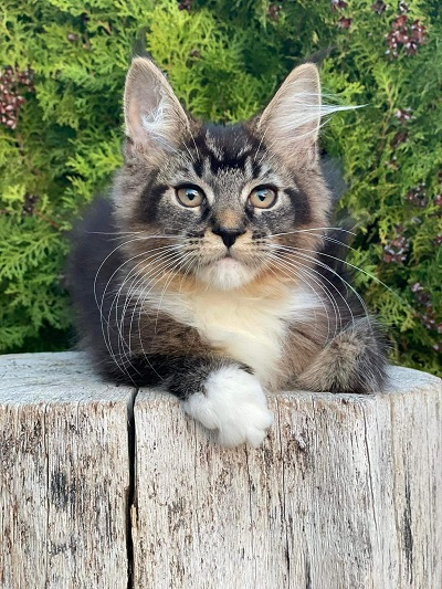 amy