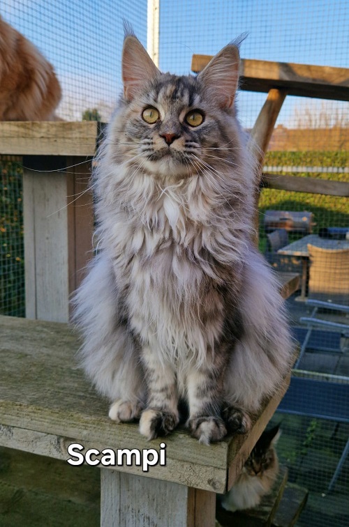 scampi